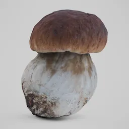Cep Mushroom