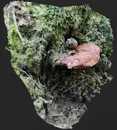 Highly detailed Blender 3D scan of mushroom with mossy textures, ideal for realistic outdoor scene rendering.