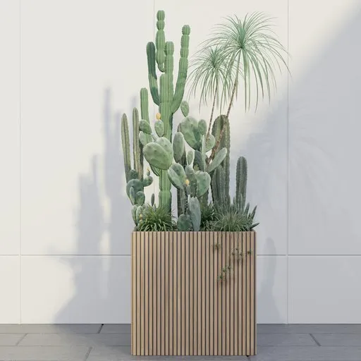 Desert Cactus Garden