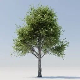 Tree ACER BURGER