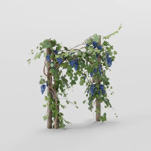Grapevines