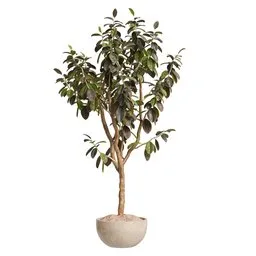 Rubber Ficus Elastica Abidjan Melany