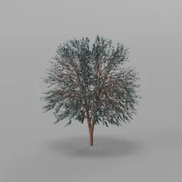 Maple Autumn Tree