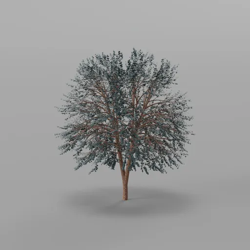 Maple Autumn Tree