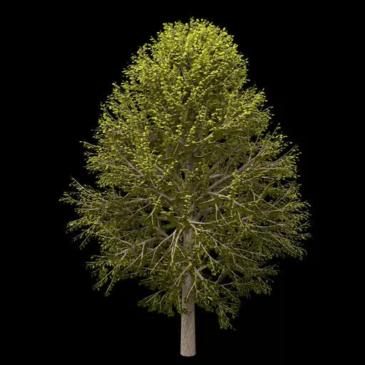 Maple Tree | Trees models | Blendkit
