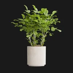 Large Monstera Plant in White Pot