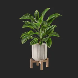 money plant