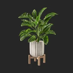 money plant