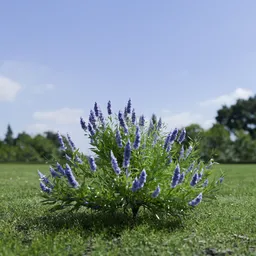 Shurb Spirea Care Blue Mist Animated