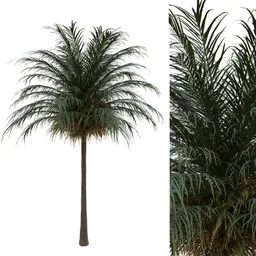 tree palm Aq