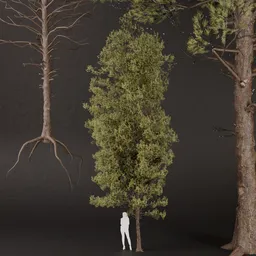 SJ-Celestial Pine Whisper