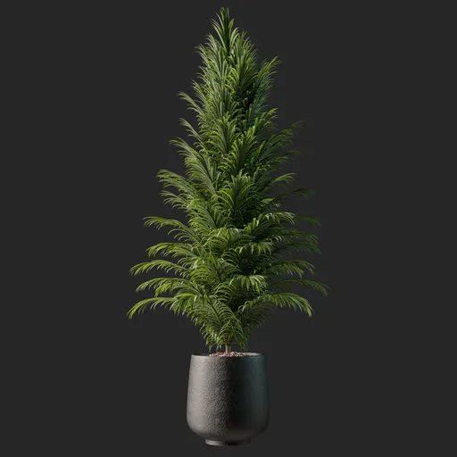 Detailed 3D model of a lush green indoor palm tree in a modern black vase for Blender rendering.