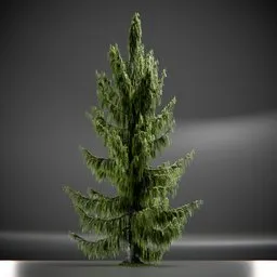 Tree Weeping Nootka Animated