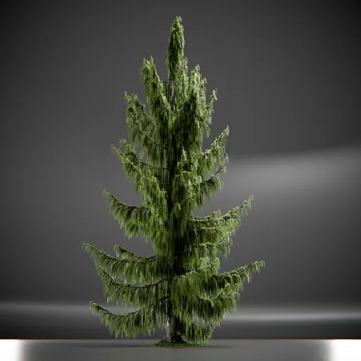 Tree Weeping Nootka Animated