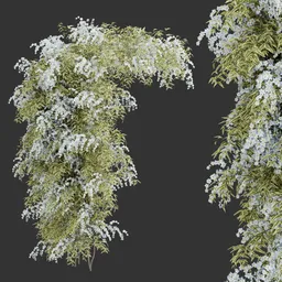 Flowering Wall Climber Plant
