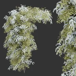 Flowering Wall Climber Plant