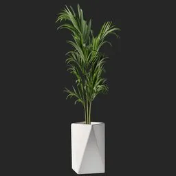Plant
