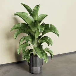 Banana Plant