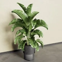 Banana Plant