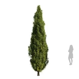 Bushe Mediterranean Cypress3