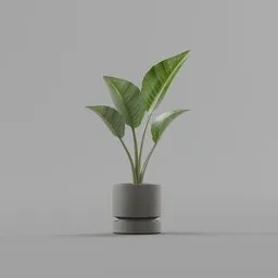 Tropical Indoor Plant with Pot