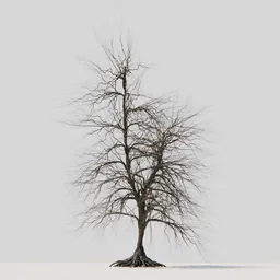 Dry Tree 09