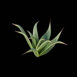 Desert Bush