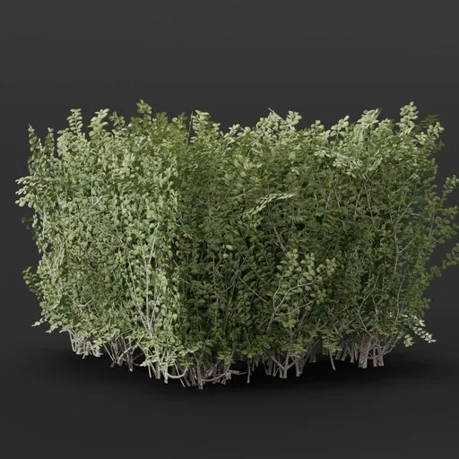 Detailed 3D model of a lush Boxwood Hedge, perfect for Blender 3D rendering and animation.