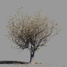 Autumn Maple Tree
