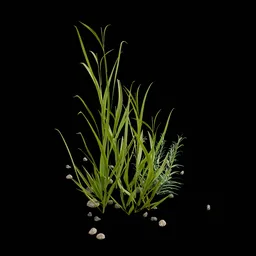 Real Herbs with dietals