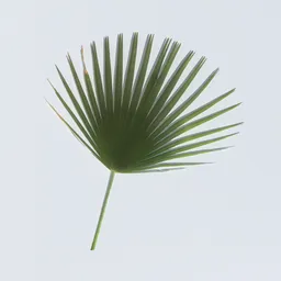 Washingtonia Palm Leaf