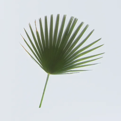 Washingtonia Palm Leaf