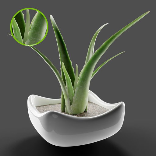 Aloe Vera