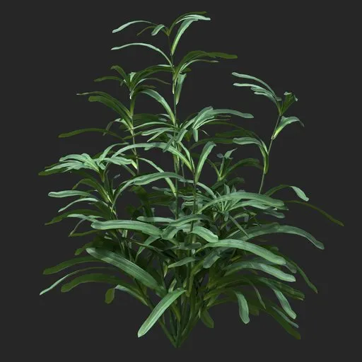 Dense Green Leafy Simple Plant