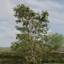 Broadleaf Dense Tree Mature