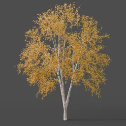 Silver Birch Tree Large - Autumn