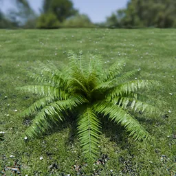 Hard Fern