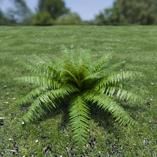 Hard Fern