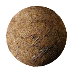 Forest Ground Tree Roots