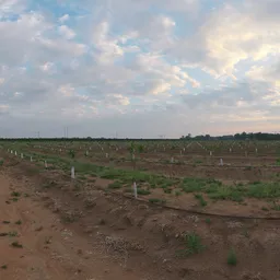 Citrus Orchard