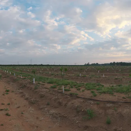Citrus Orchard