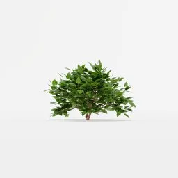Realistic Blender 3D model of a lush, green potted shrub for interior design visualization.