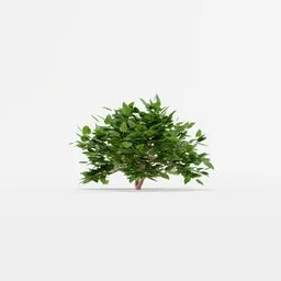 Shrub