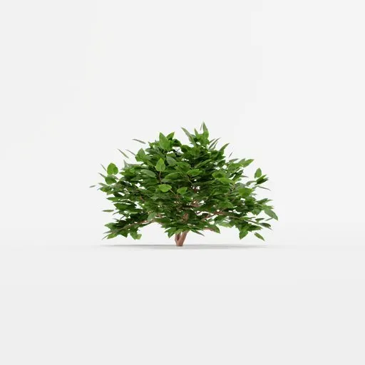 Shrub