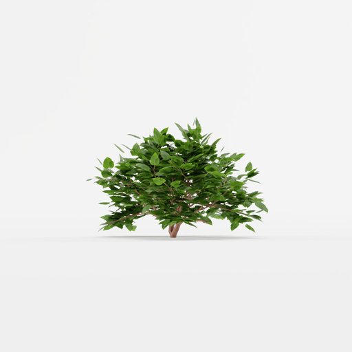 Shrub