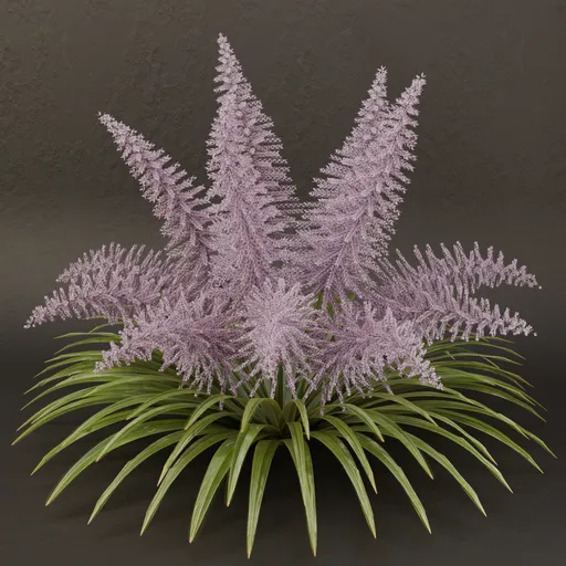 SJ-Lavender Fern