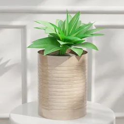 Green Decorative Plant