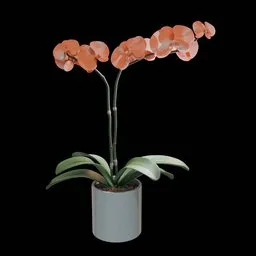 Realistic Phalaenopsis Orchid Flower