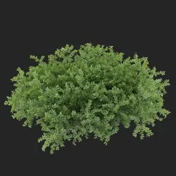 Groundcover Bush Plant