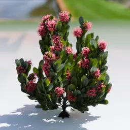 Plant Skimia Japonica